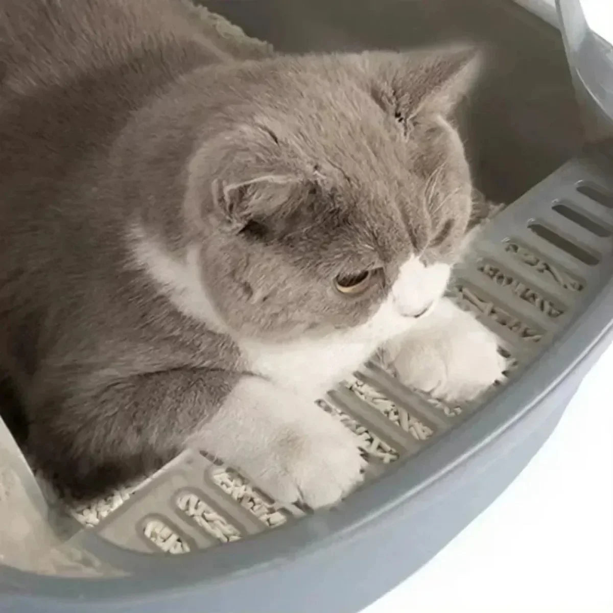 Open Cat Litter Box